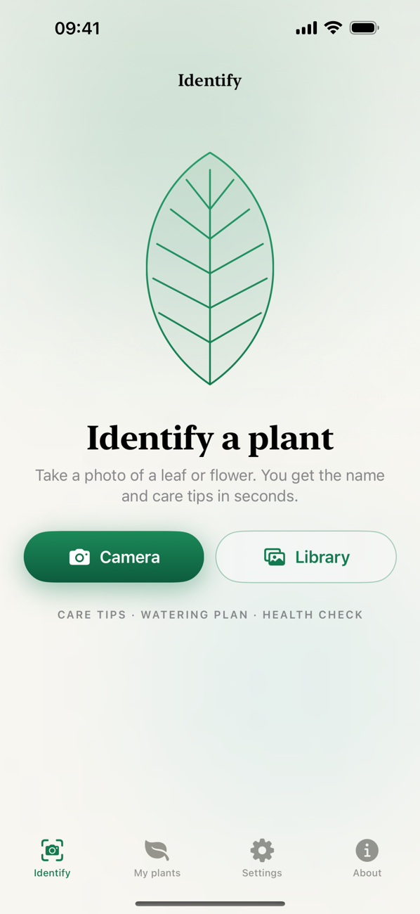 Identify a plant from a photo